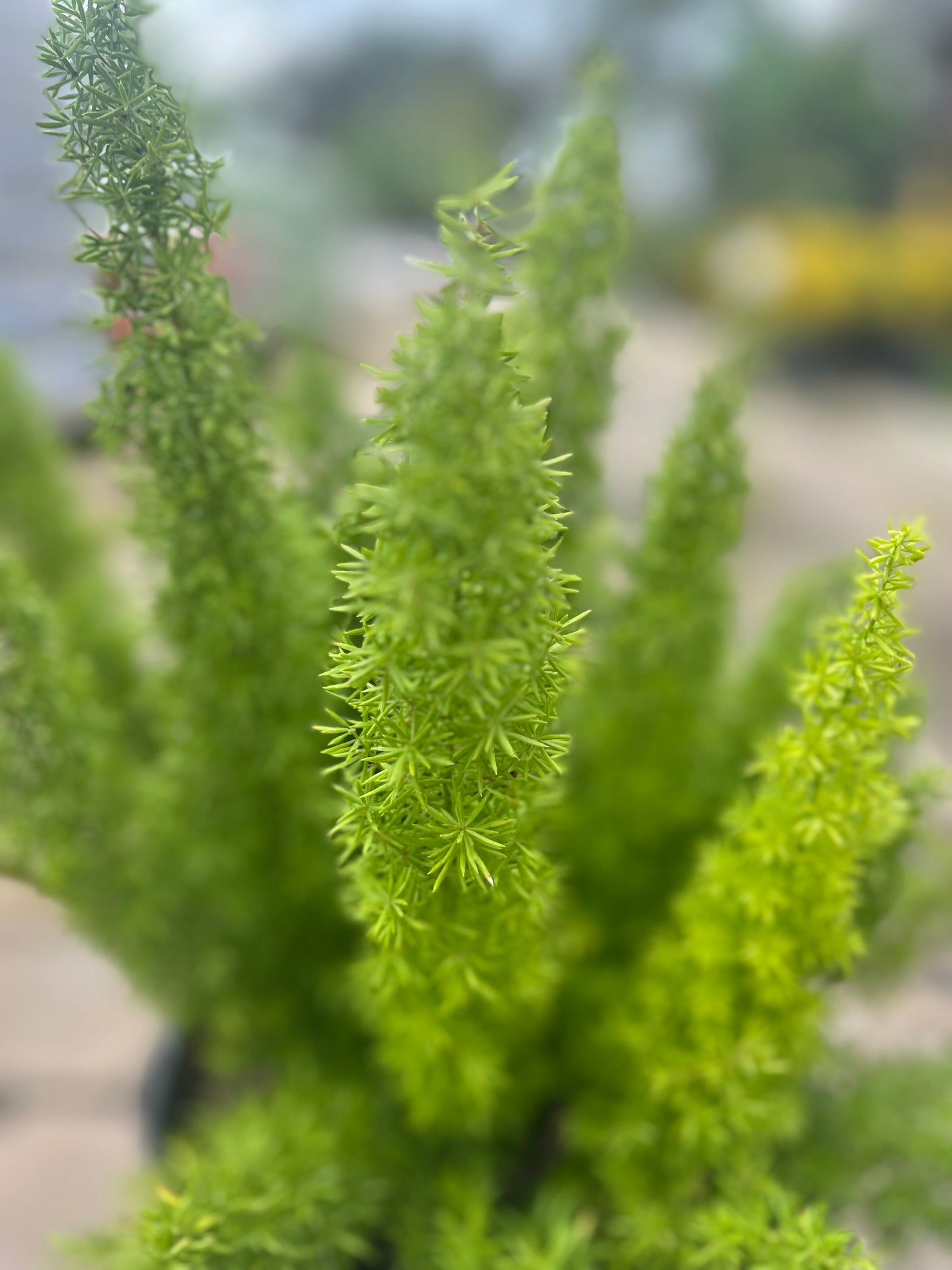 Foxtail Fern-3gallon CUSTOMER APPRECIATION SALE