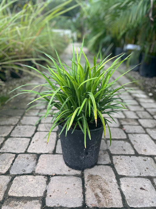 Green Liriope-3gallon Labor Day Sale