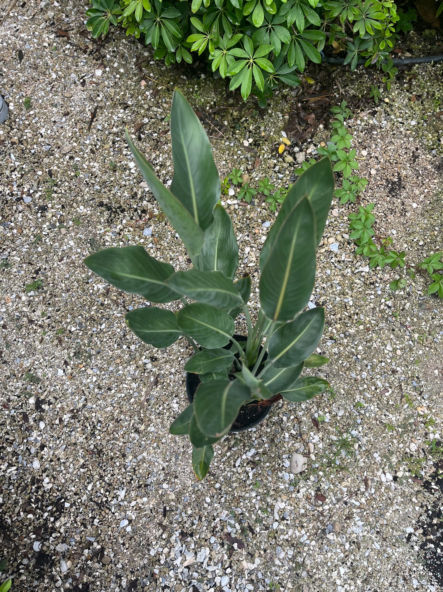 Orange Bird of Paradise-3gallon CUSTOMER APPRECIATION SALE