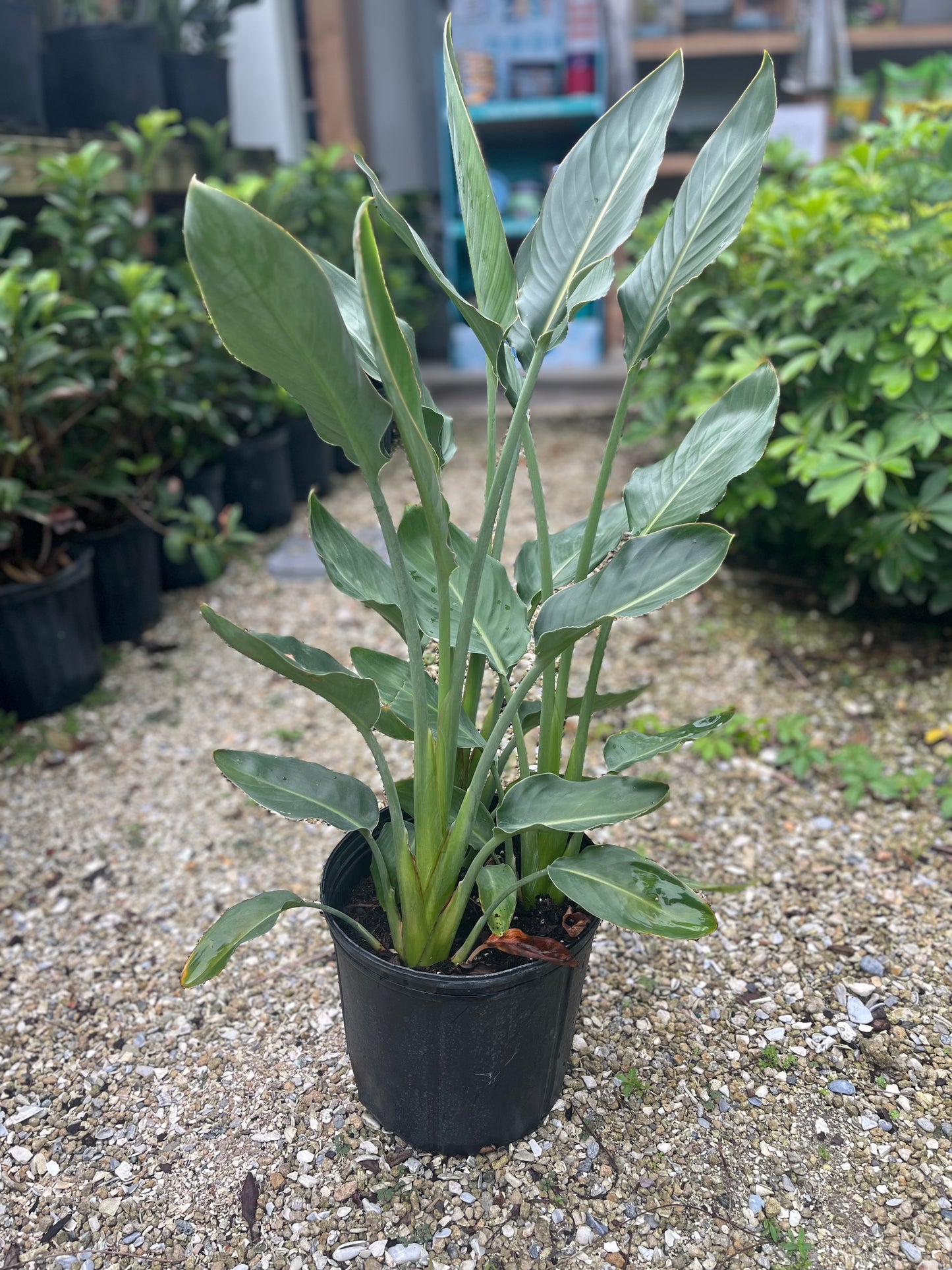 Orange Bird of Paradise-3gallon CUSTOMER APPRECIATION SALE