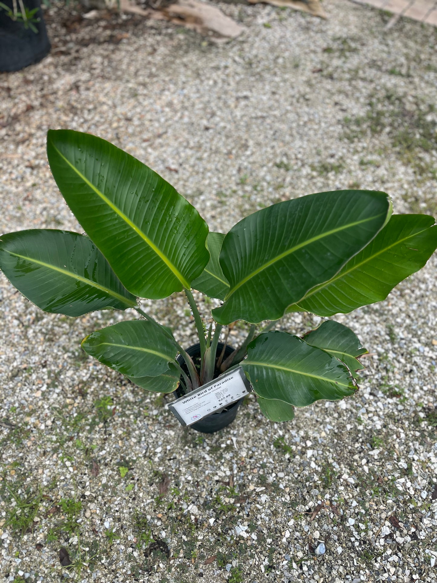 White Bird of Paradise-3gallon CUSTOMER APPRECIATION SALE