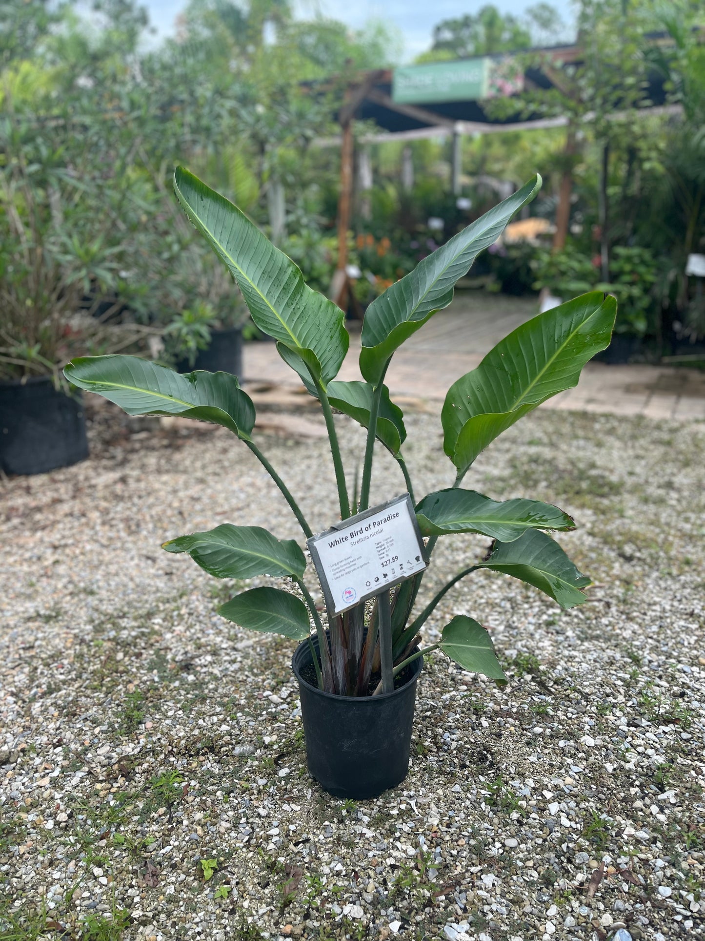 White Bird of Paradise-3gallon CUSTOMER APPRECIATION SALE