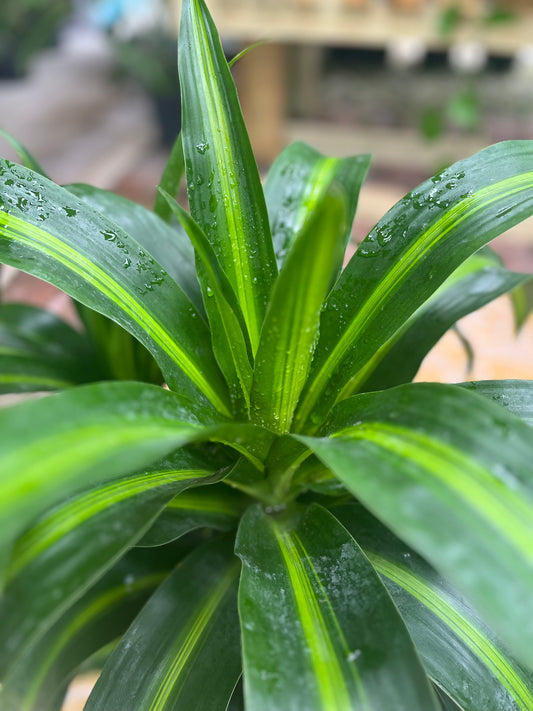 Hawaiian Sunshine Dracaena-3gallon LABOR DAY SALE