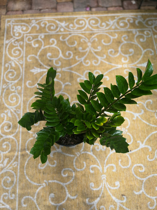 Z.Z. Plant-3gallon LABOR DAY SALE