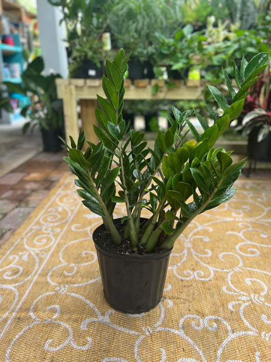 Z.Z. Plant-3gallon LABOR DAY SALE