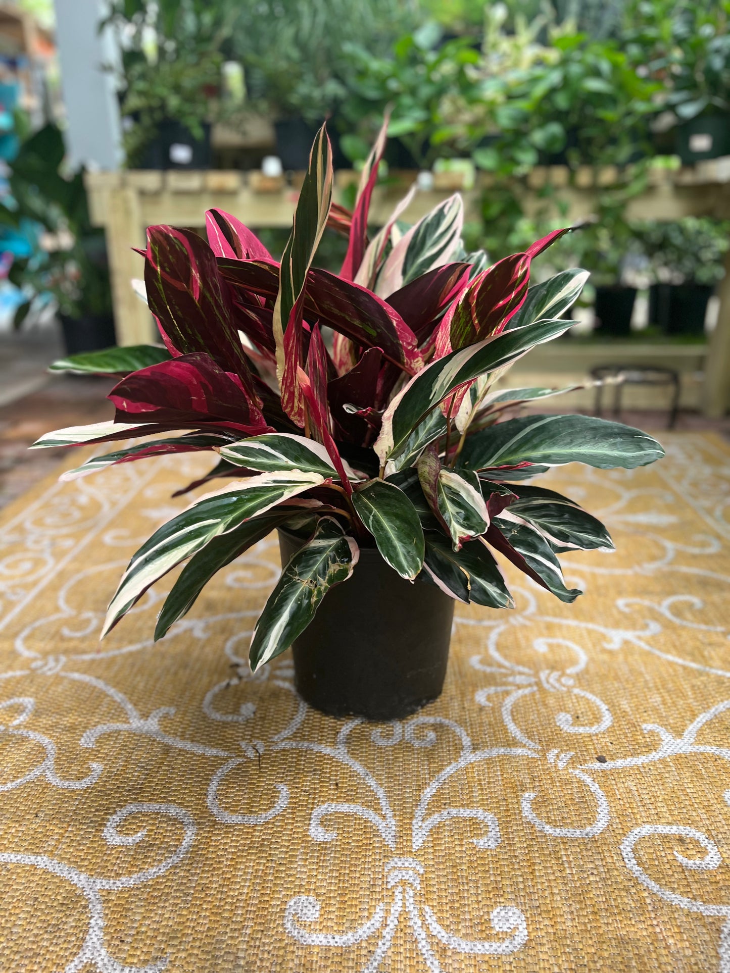 Stromanthe Triostar-3gallon CUSTOMER APPRECIATION SALE