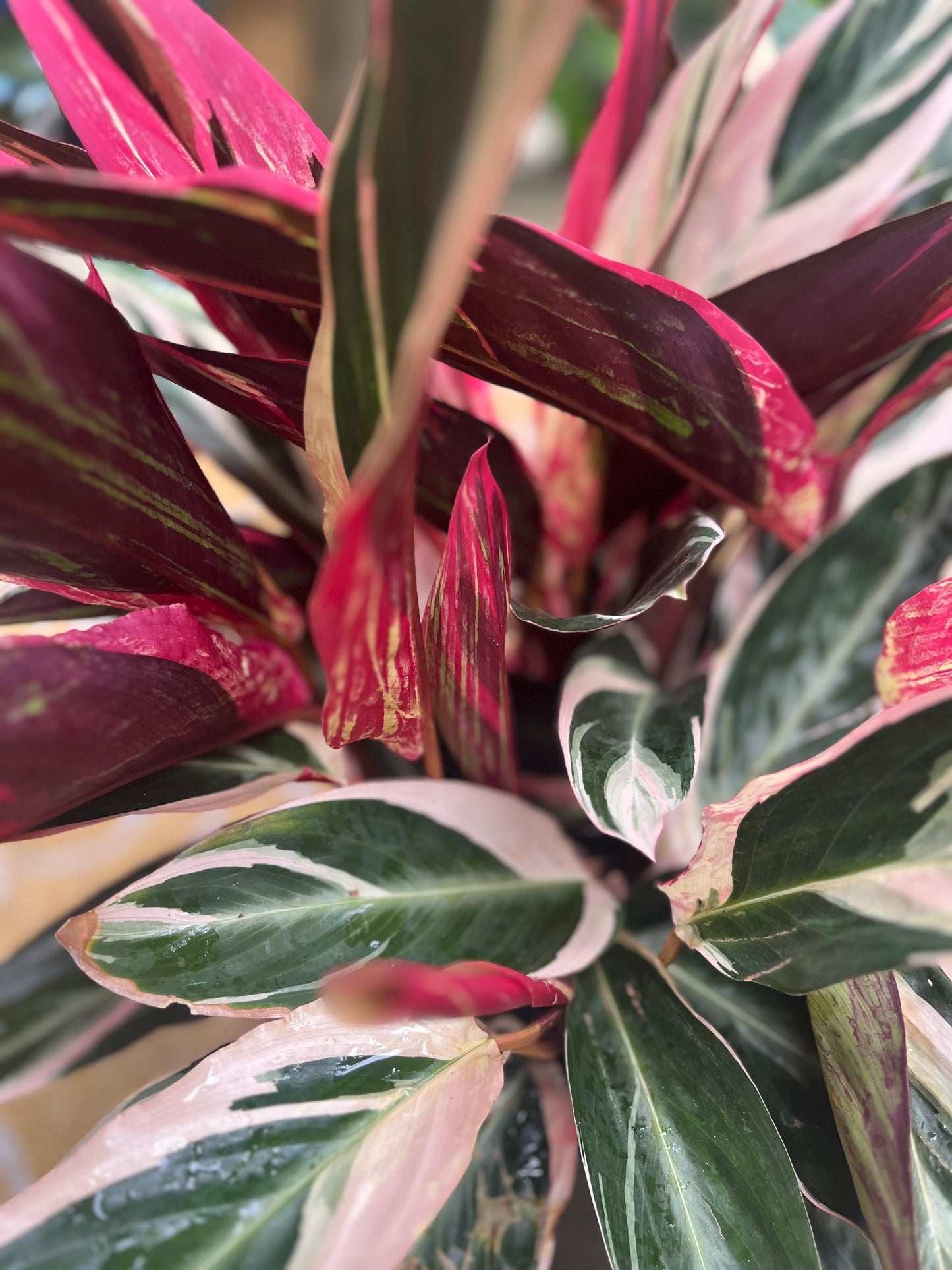 Stromanthe Triostar-3gallon CUSTOMER APPRECIATION SALE