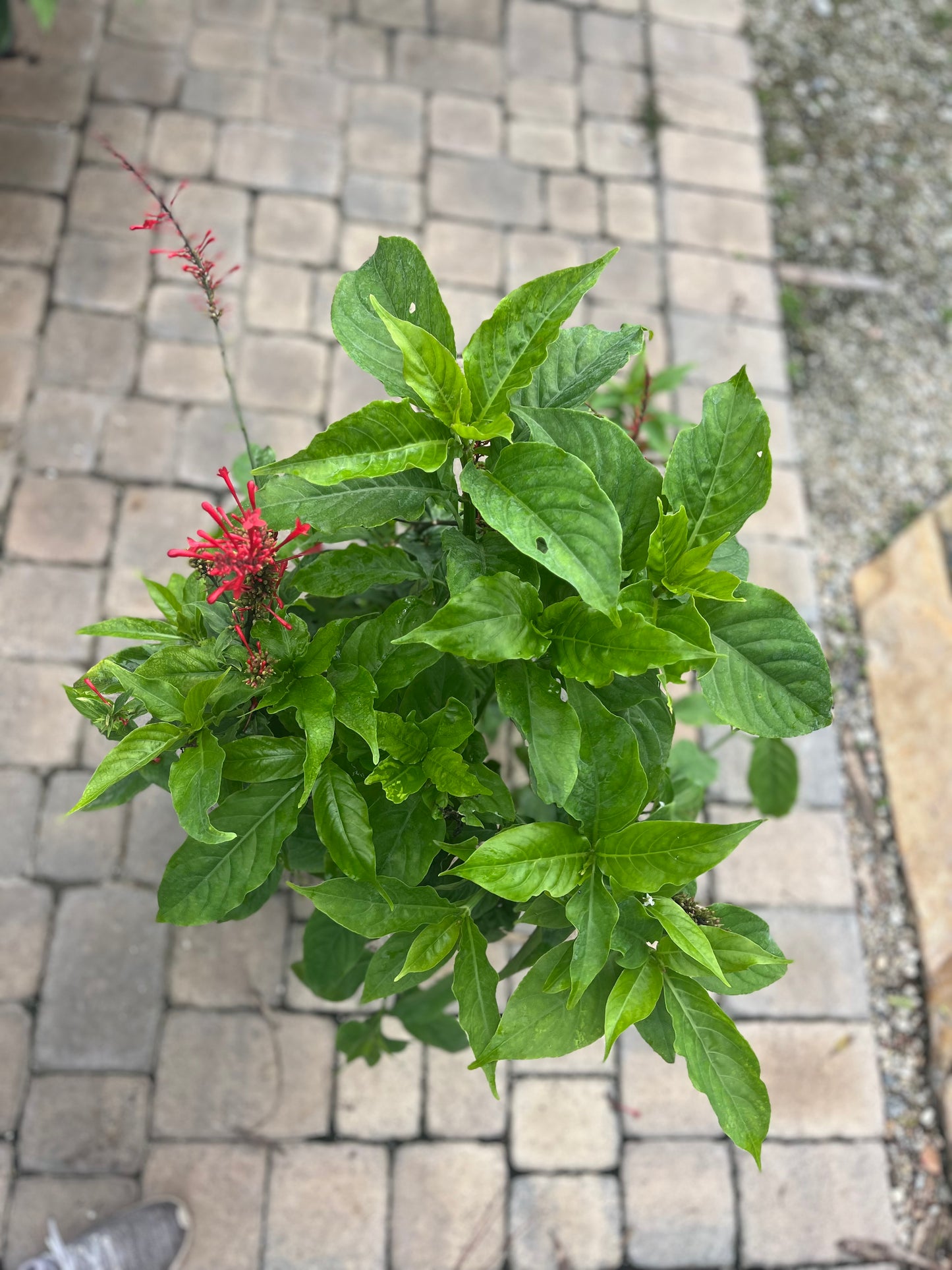 Red Firespike-3gallon CUSTOMER APPRECIATION SALE