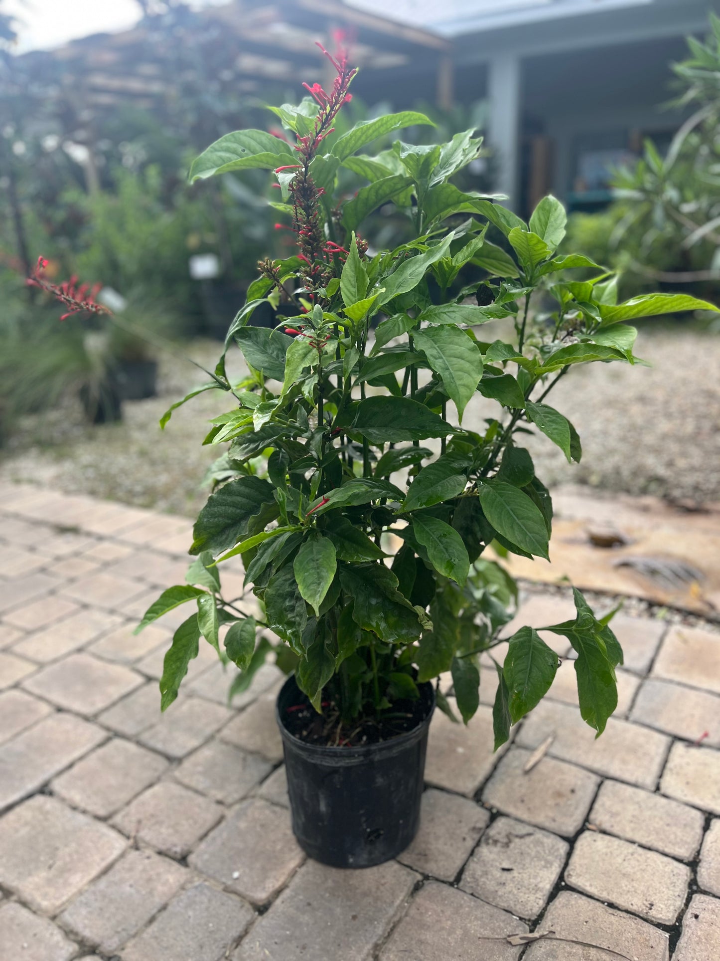 Red Firespike-3gallon CUSTOMER APPRECIATION SALE