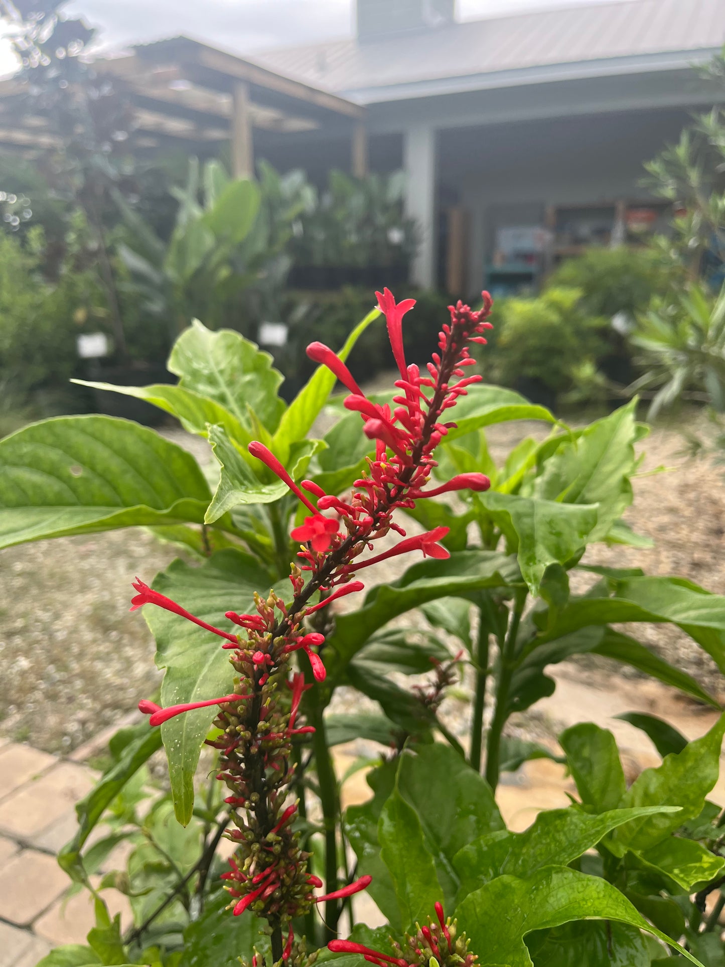 Red Firespike-3gallon CUSTOMER APPRECIATION SALE