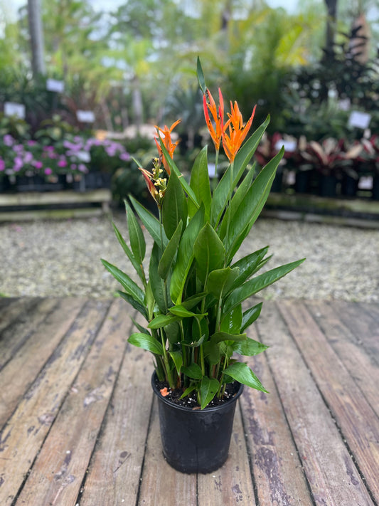 Heliconia Dwarf-3gallon LABOR DAY SALE