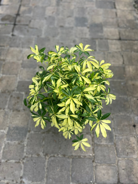 Arboricola Trinette-3gallon LABOR DAY SALE
