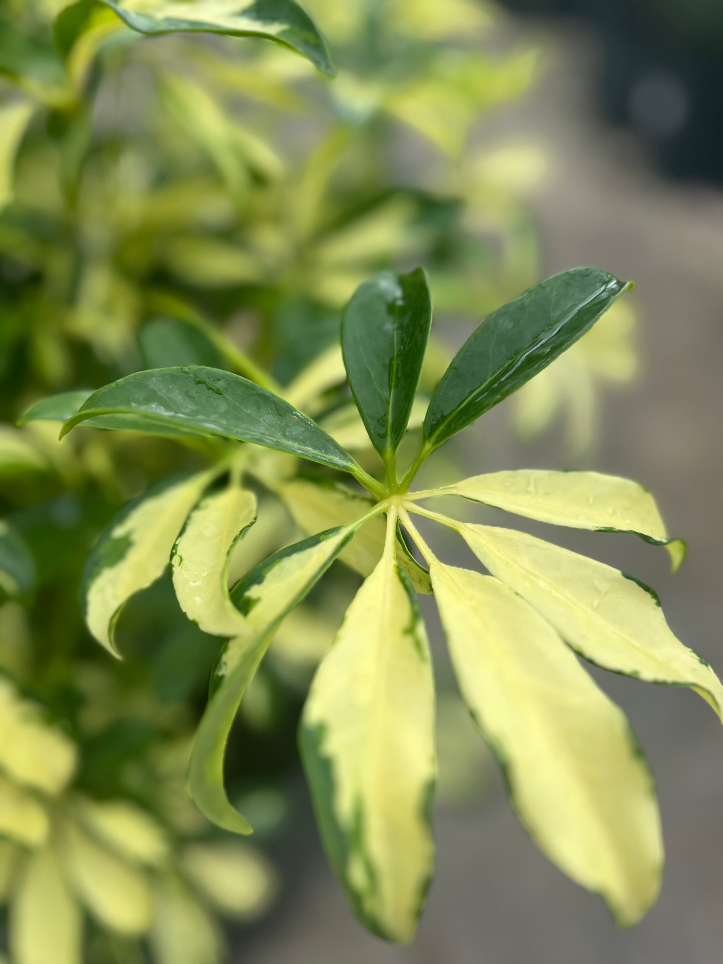 Arboricola Trinette-3gallon CUSTOMER APPRECIATION SALE