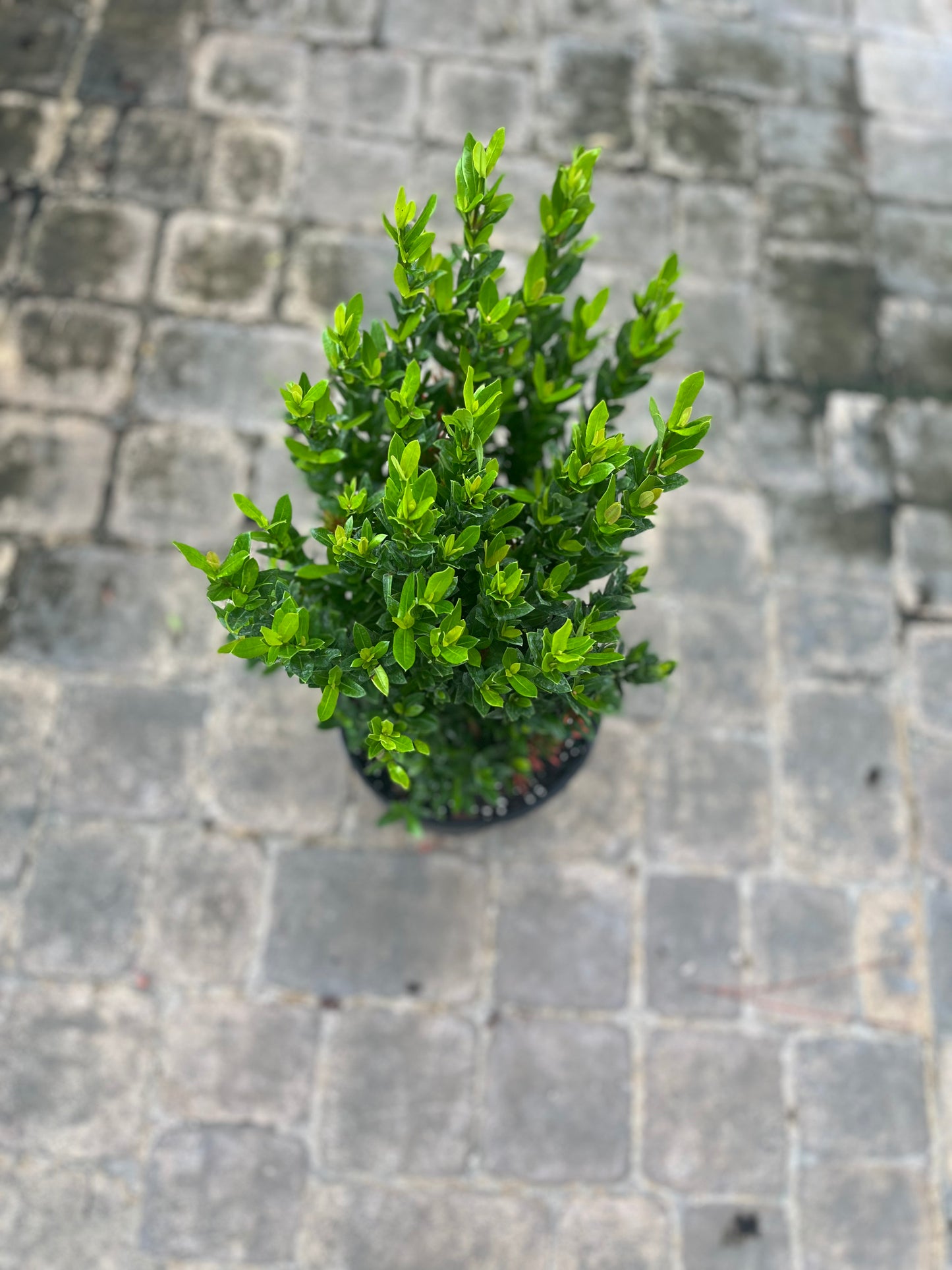 Ixora Dwarf Red-3gallon CUSTOMER APPRECIATION SALE