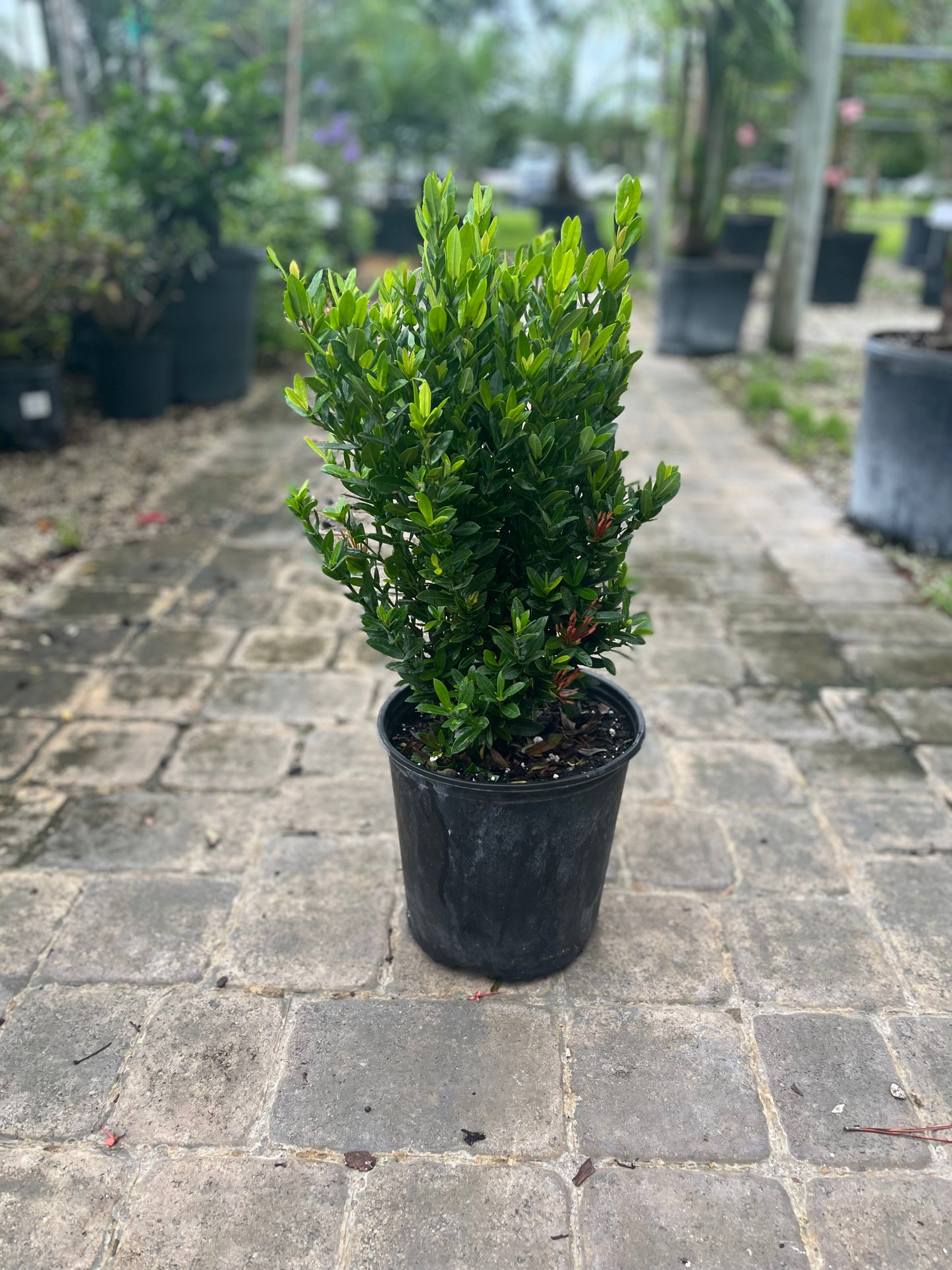 Ixora Dwarf Red-3gallon CUSTOMER APPRECIATION SALE