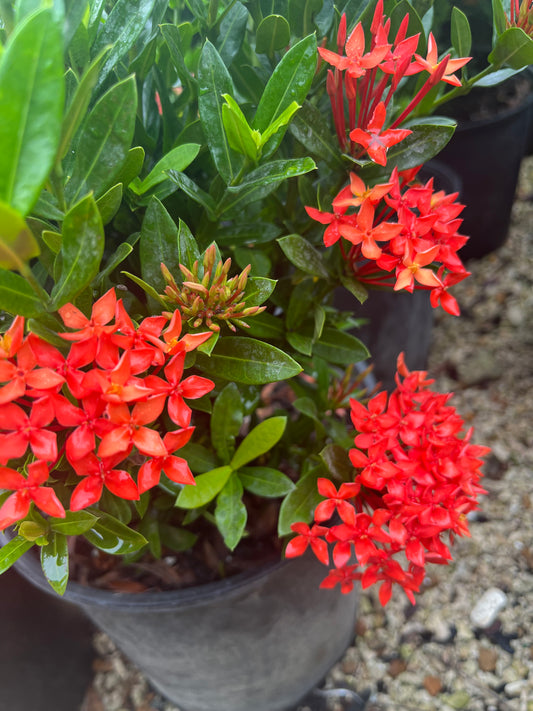 Ixora Dwarf Red-3gallon LABOR DAY SALE