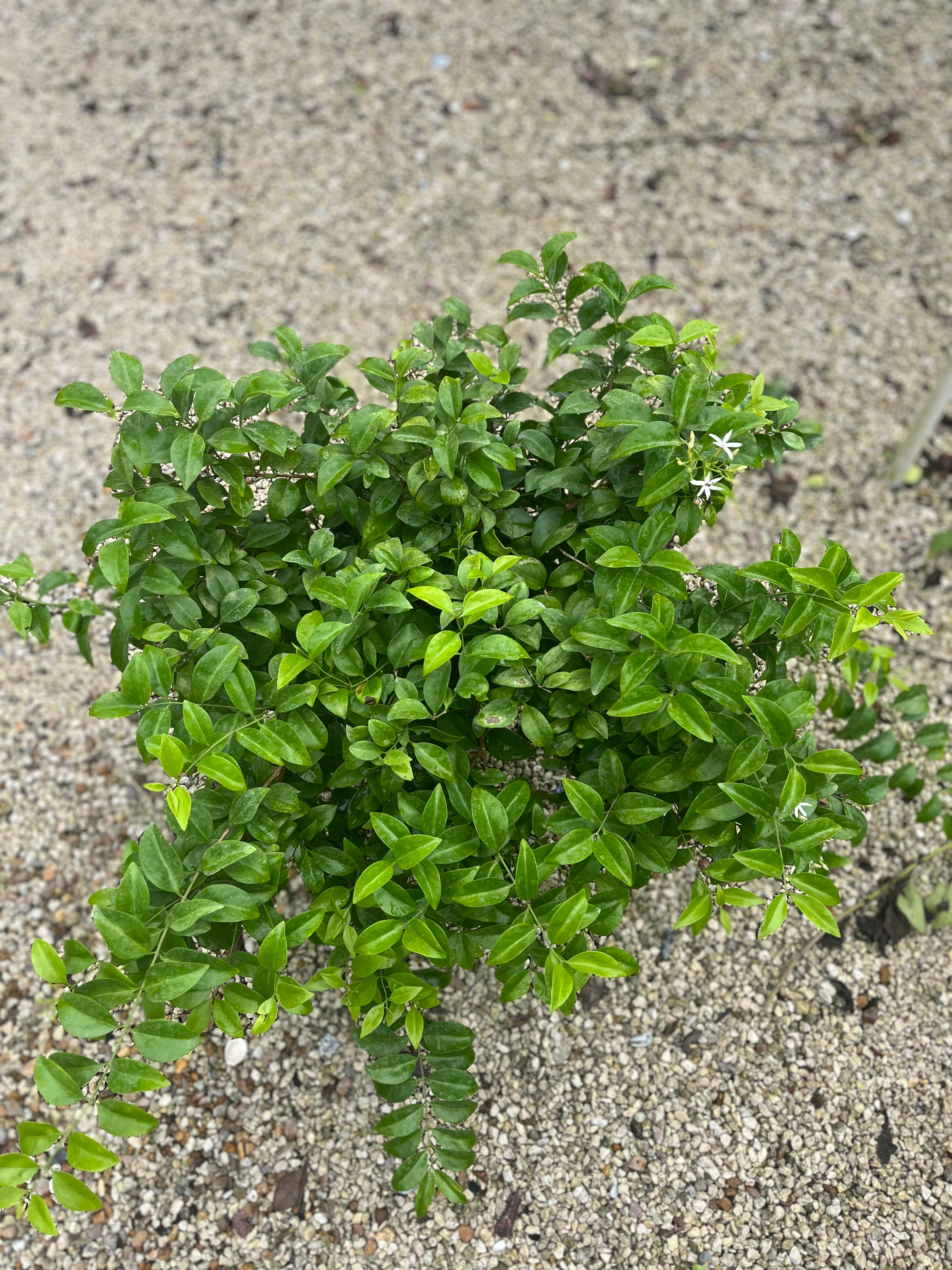 Wax Jasmine-3gallon – CW Willis Landscaping and Garden Center