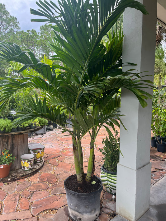 Triple Christmas Palm-15gallon LABOR DAY SALE 4-5ft Overall Height