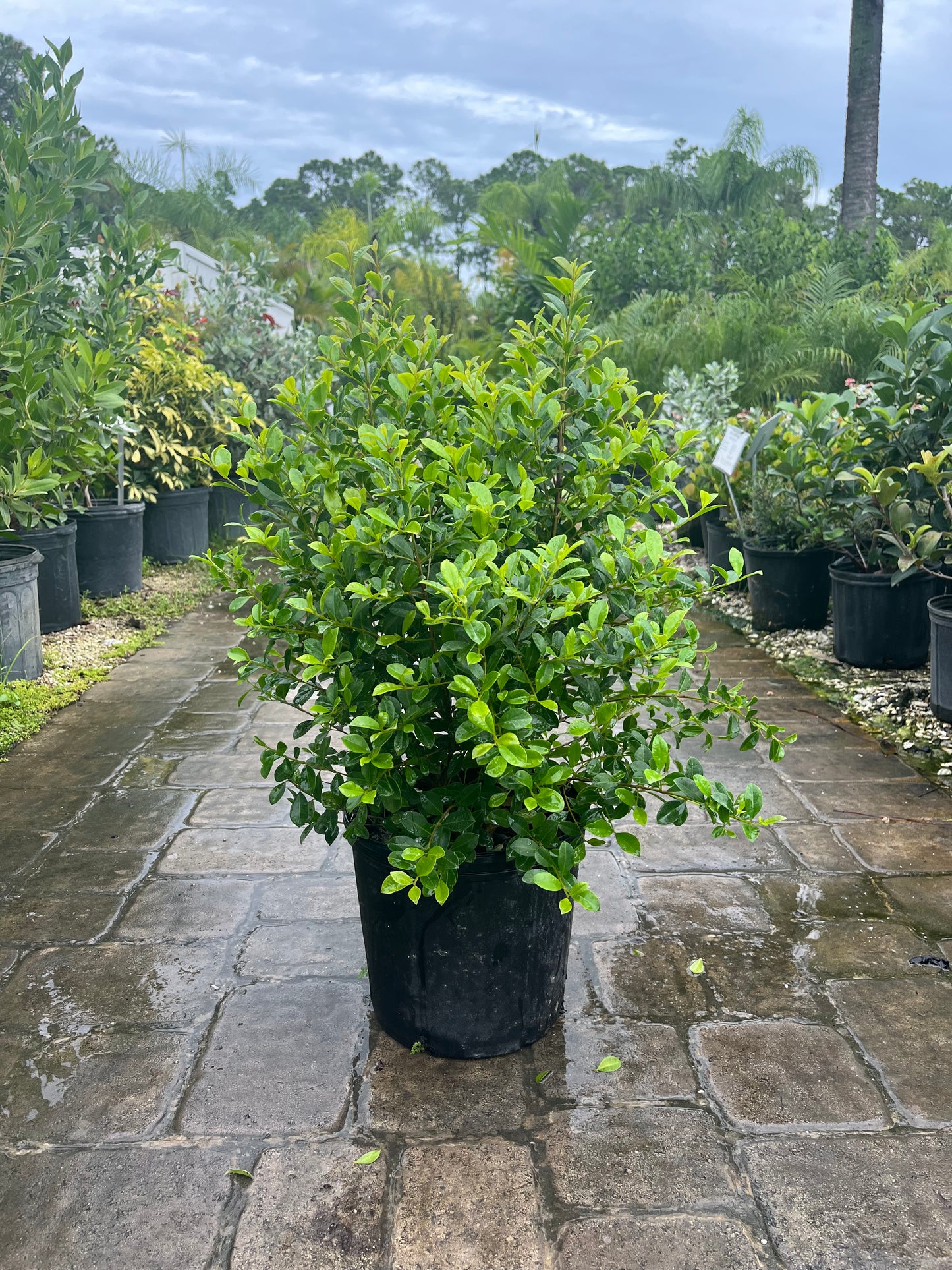 Eugenia Bush-3gallon CUSTOMER APPRECIATION SALE