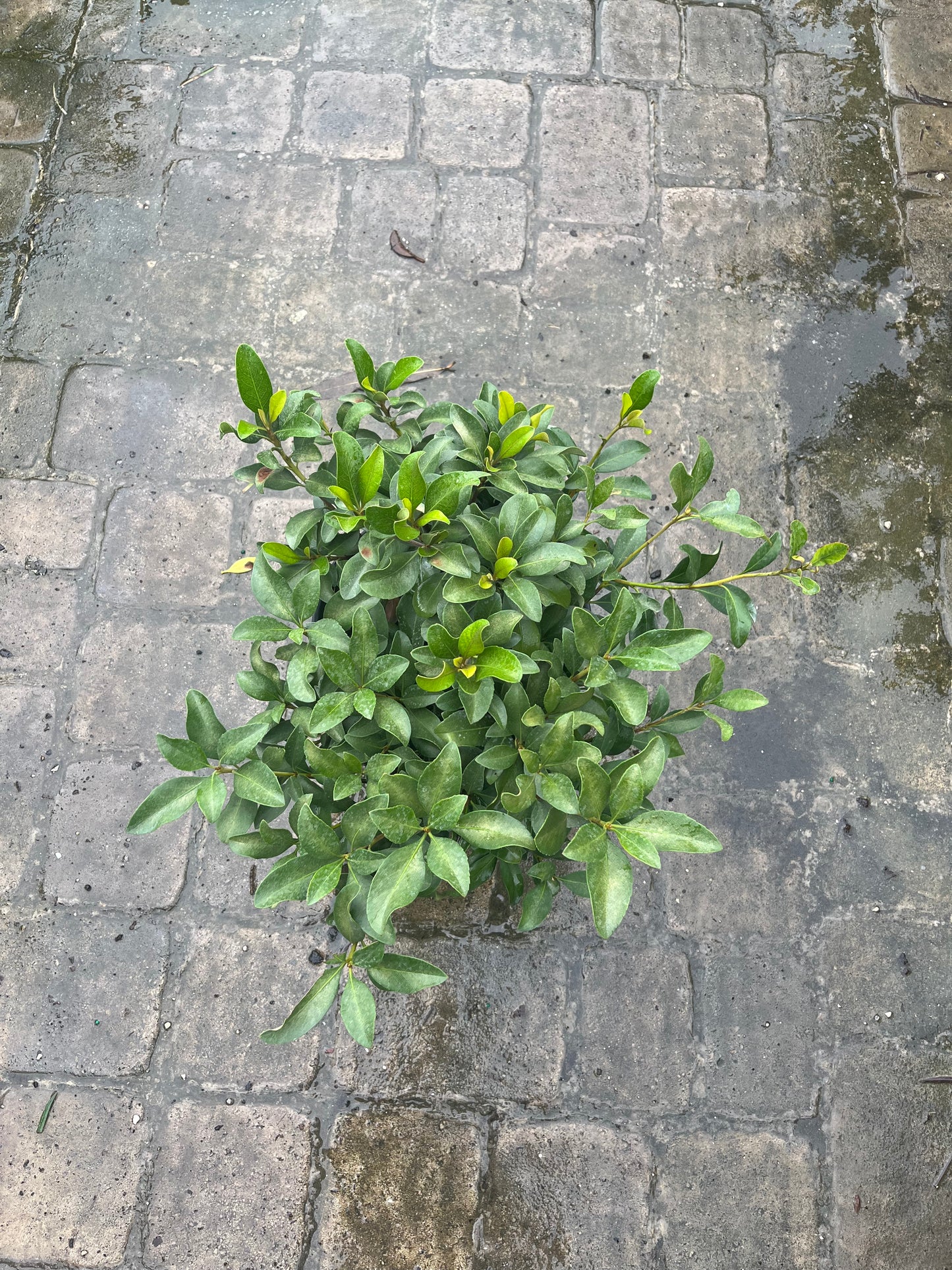 Indian Hawthorn-3gallon CUSTOMER APPRECIATION SALE