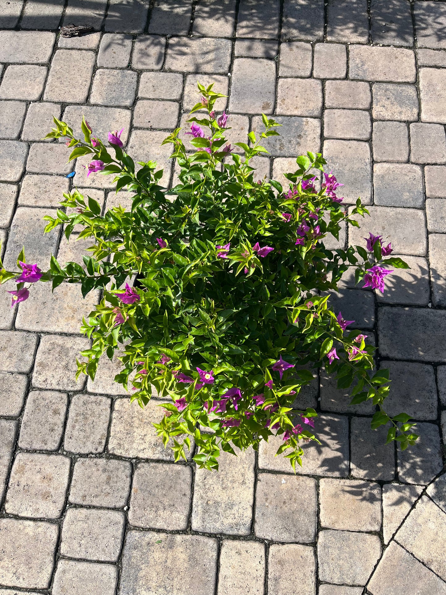 Bougainvillea "New River Purple"-3gallon CUSTOMER APPRECIATION SALE