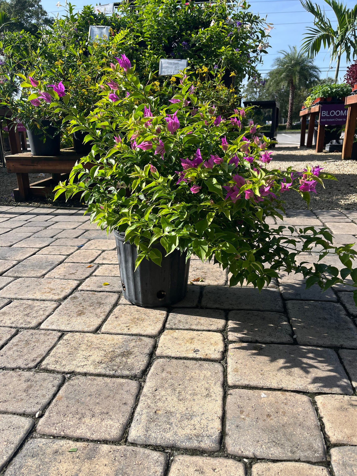 Bougainvillea "New River Purple"-3gallon CUSTOMER APPRECIATION SALE