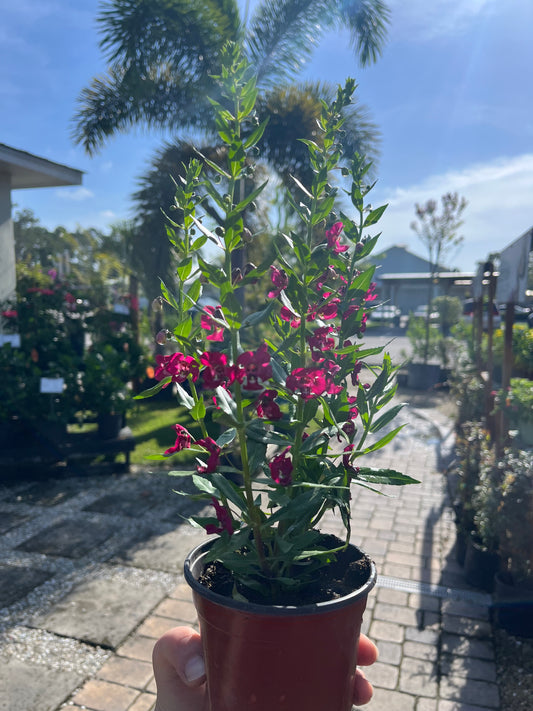 Angelonia Raspberry Pink-4.5in LABOR DAY SALE