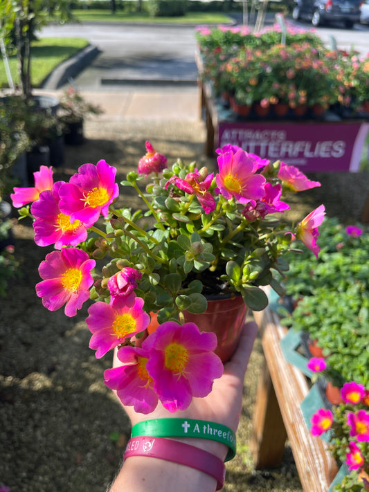 Pink Portulaca-4.5in LABOR DAY SALE