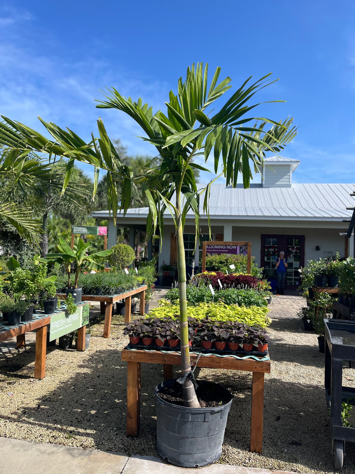 Alexander Solitare Palm-25gallon LABOR DAY SALE