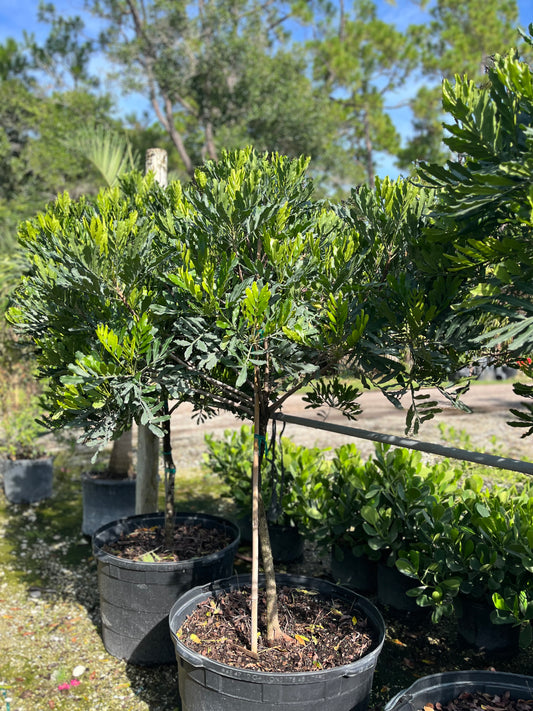 Japanese Fern Tree-45gallon LABOR DAY SALE