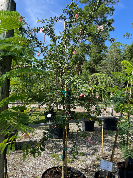 Pink Weeping Hibiscus Tree-25gallon LABOR DAY SALE