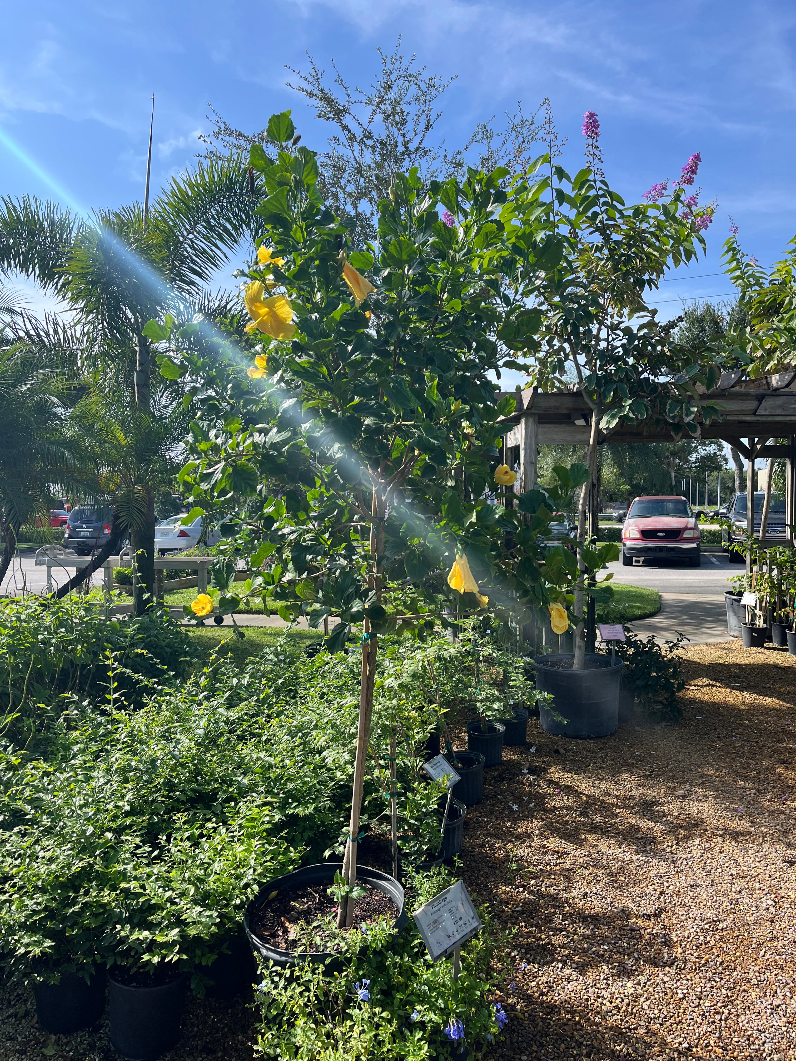 Hibiscus Tree-15gallon – CW Willis Landscaping and Garden Center