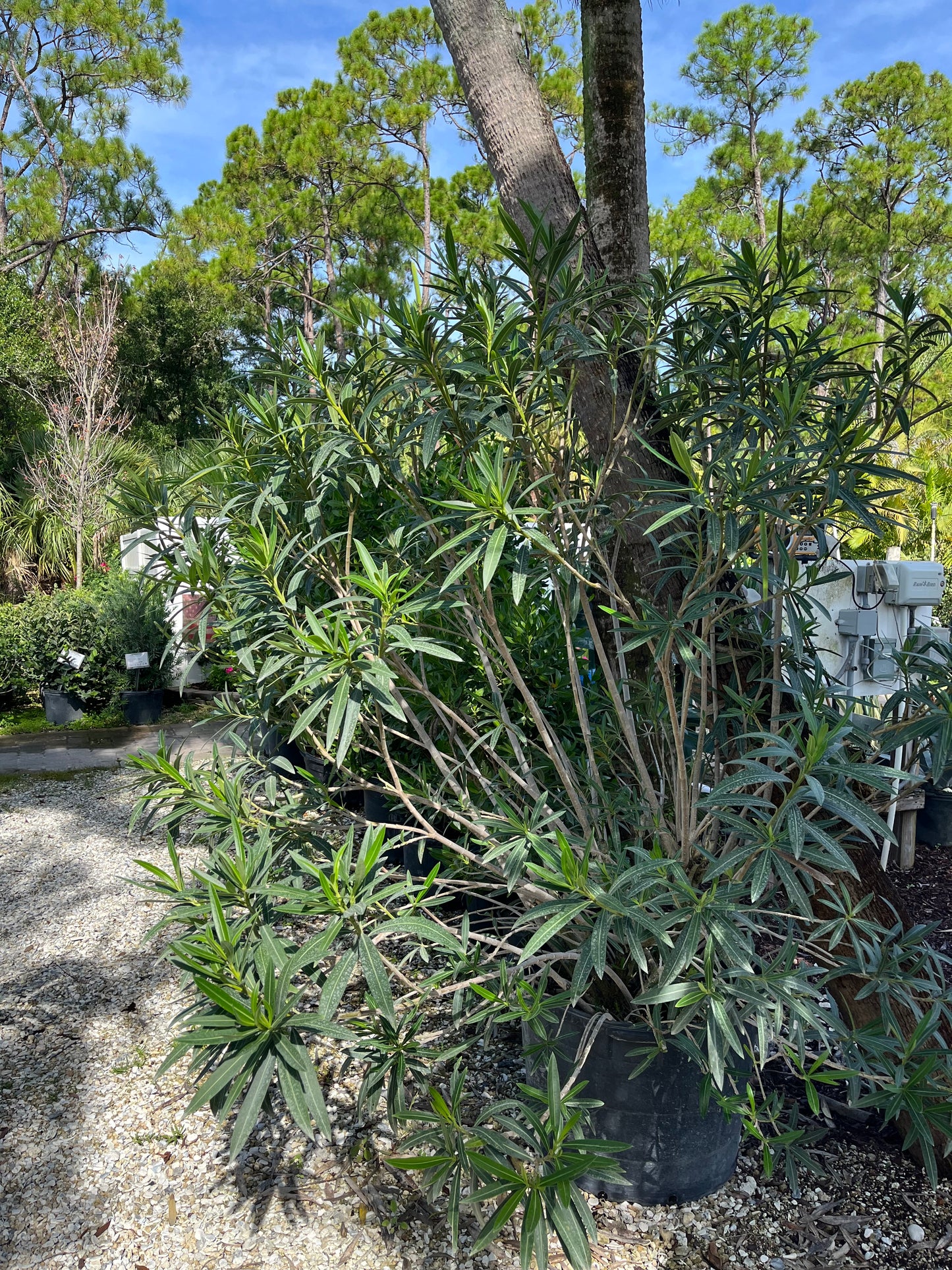 White Oleander Bush-30gallon "DEEP DISCOUNT"
