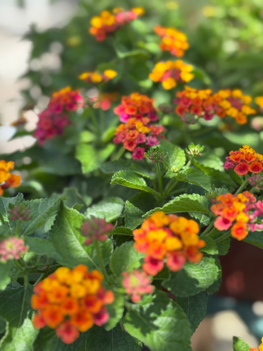 Orange Lantana-1gallon LABOR DAY SALE