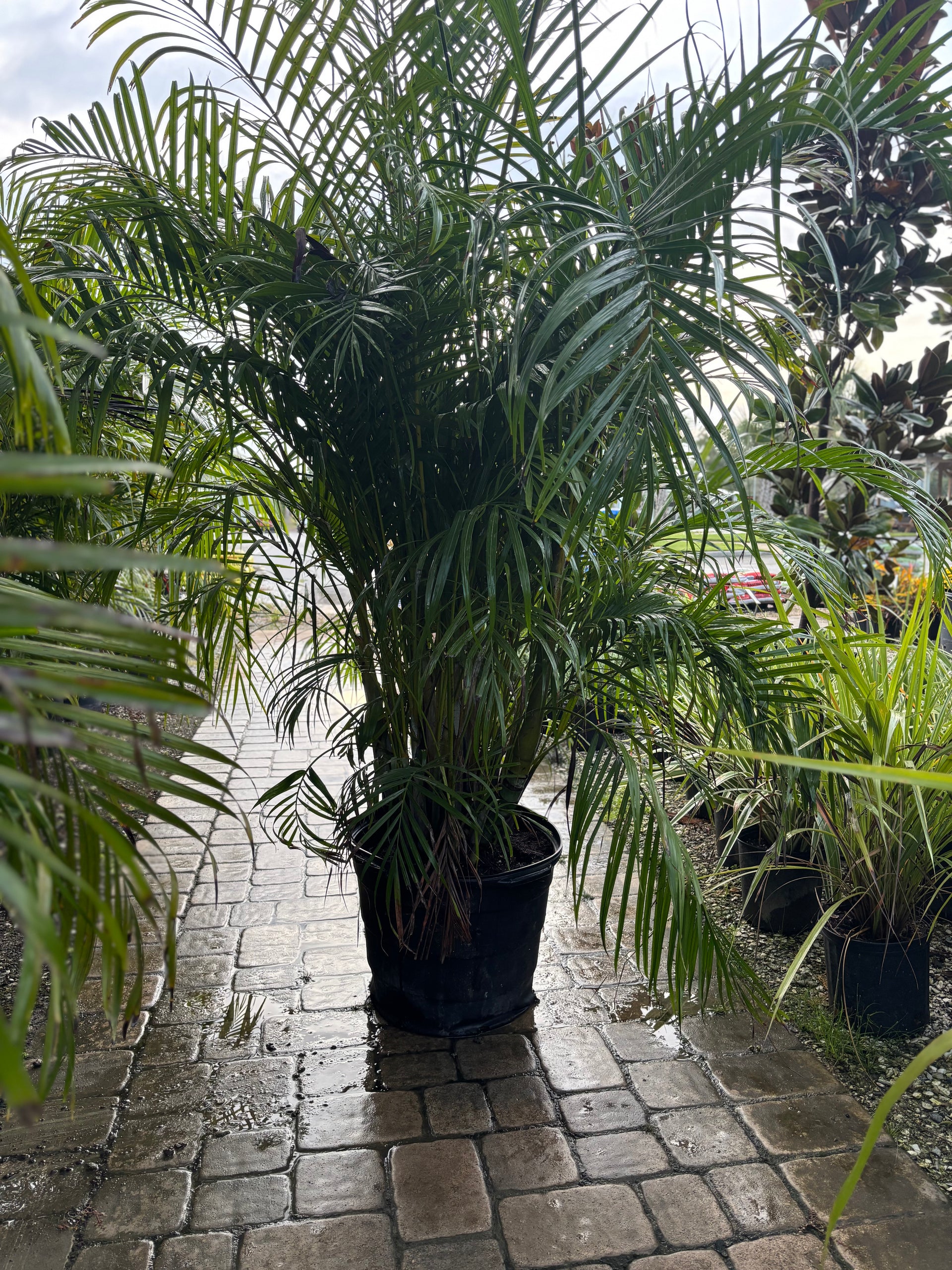 Areca Palm-15gallon – CW Willis Landscaping and Garden Center