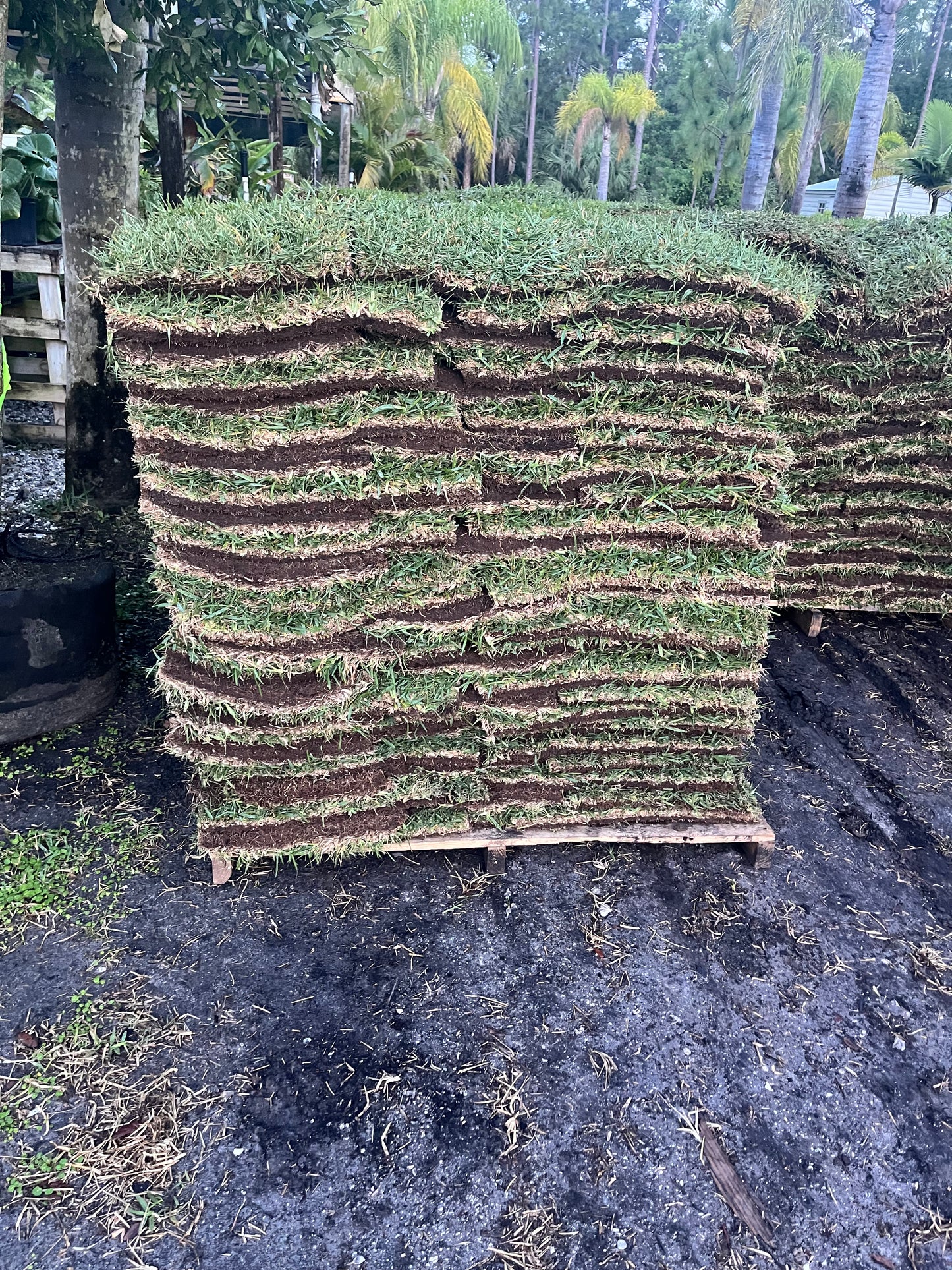St. Augustine Sod: Half Pallet