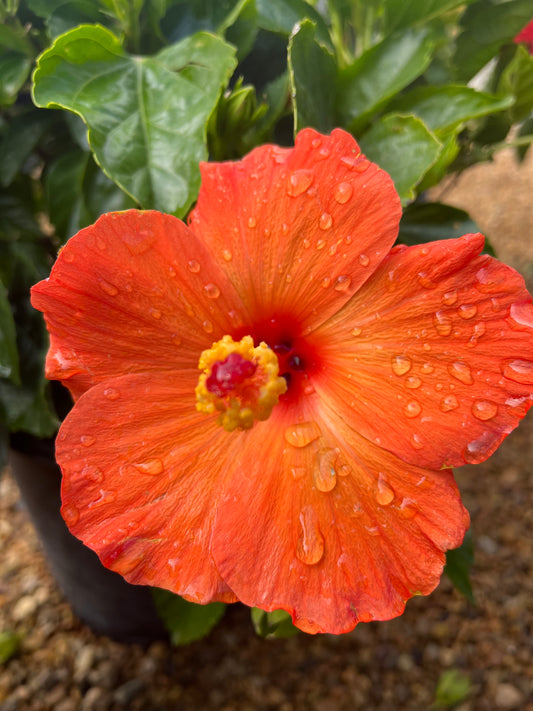 Hibiscus: Orange Sunset Wind-3gallon
