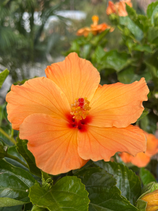 Hibiscus: Yellow Sunrise Wind-3gallon