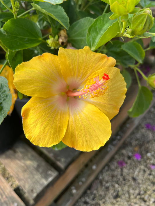 Hibiscus: Bonaire Wind-3gallon