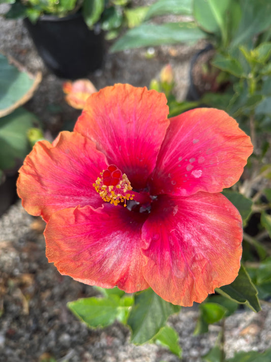 Hibiscus: Raspberry Swirl-3gallon