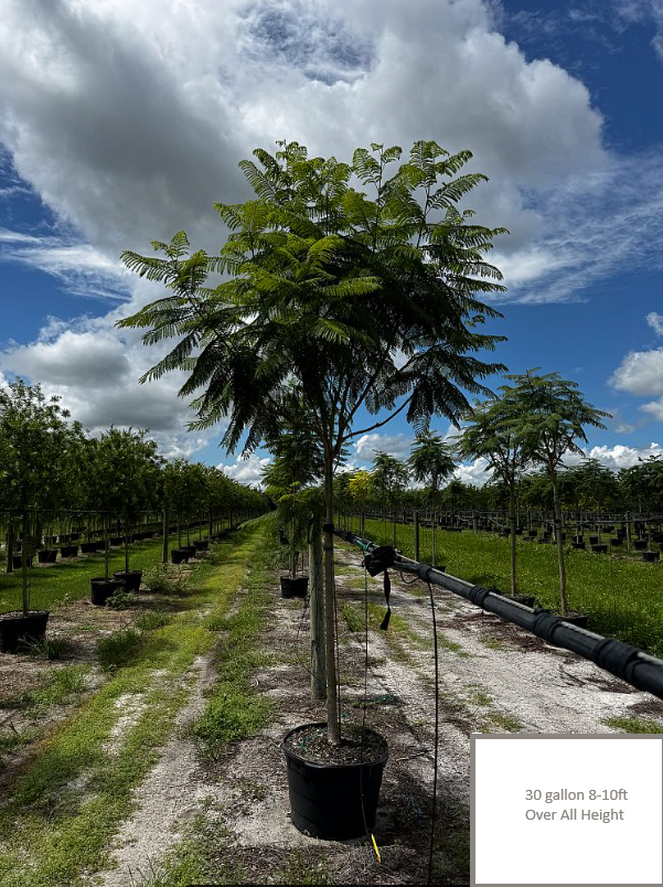 Jacaranda Tree-30gallon
