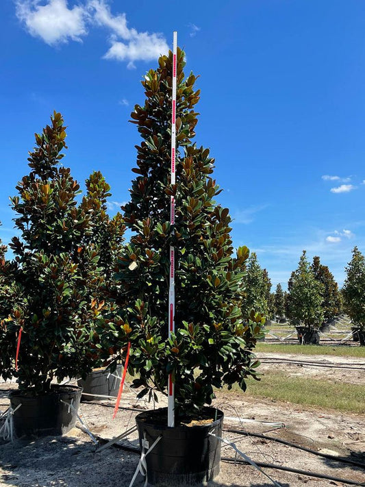 Southern Magnolia-100G
