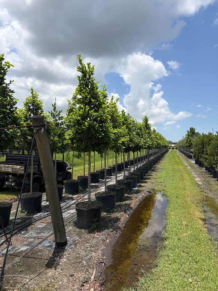 Pigeon Plum- 30gallon AUGUST TREE INSTALLTION SPECIAL