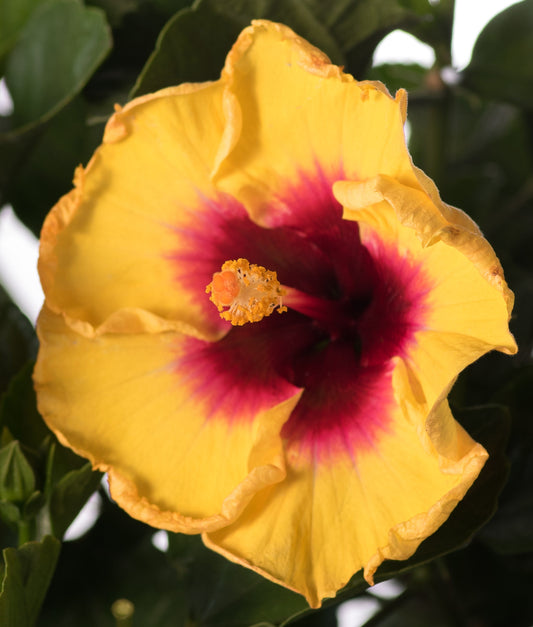 Rico Suave "Hollywood Series" Hibiscus-3gallon