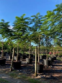 Royal Poinciana-30gallon LABOR DAY SALE