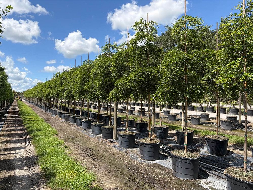 Black Olive/ Shady Lady Tree- 30gallon AUGUST INSTALLATION SPECIAL
