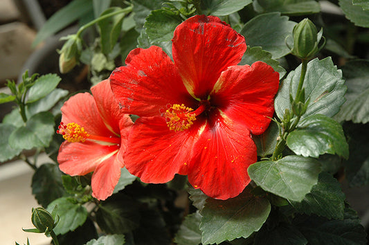 Starry Wind Hibiscus-3gallon