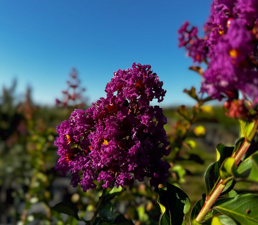 SALE! Twilight Purple Crape Myrtle