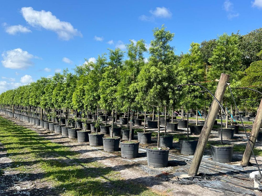 Weeping Plum Pine-30GALLON AUGUST INSTALLATION SPECIAL