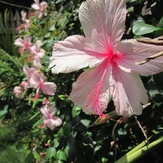 Pink Weeping Hibiscus Tree-25gallon LABOR DAY SALE